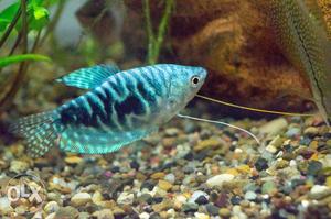Blue Gourami fish Male,famale, Perfect Breeding paire, Nice