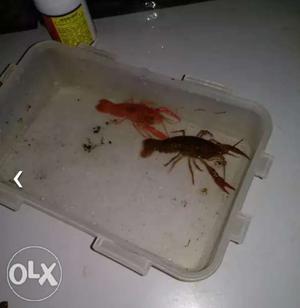 Crayfish pair
