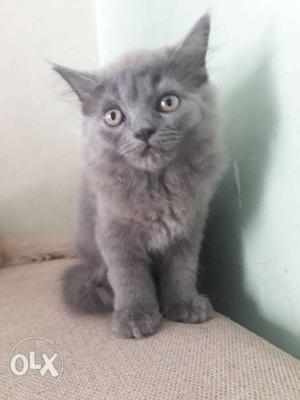 Cute Gray Persian Cats for sale both Male and