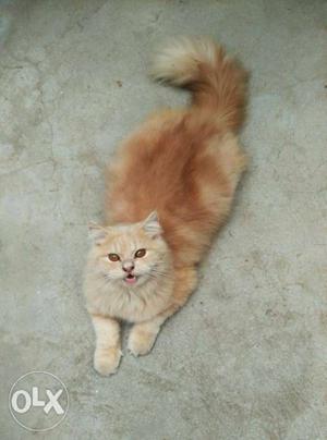 Cute Persian cat available