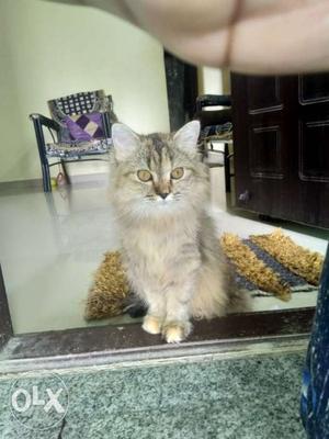 Cute little Persian female calico kitty available