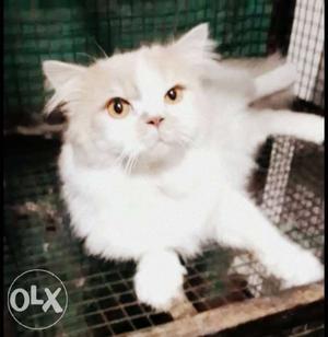 Cute persian male cat excellent quality full fur in
