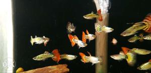 Delta Guppy Fishes for sale #HIGH QUALITY GUPPY