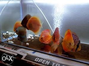 Discus fish 9pc.