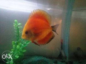 Discuss Orange And Yellow Fish for sale