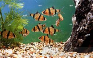 Divine Aquarium Barb offer for the day,buy two