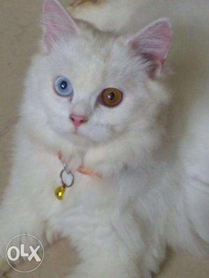 Dollface Persian cat for sale
