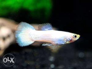 Emrald white guppies available