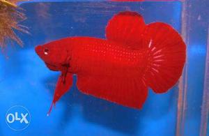 Exotic red and orange plakat male Betta's