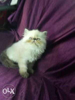 Extreme punch Persian kittens for new homes,