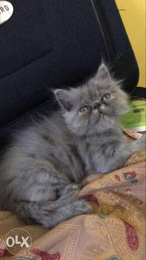 Extreme punch persian Female kitten 1&half months