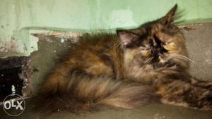 Extreme punch toty female kitten available for