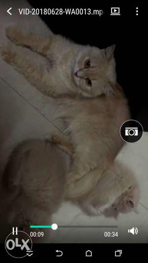 Fawn persian cat with 2 kittens in just 20k