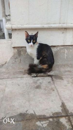 Female cat pregnant medium hairs smooth fur