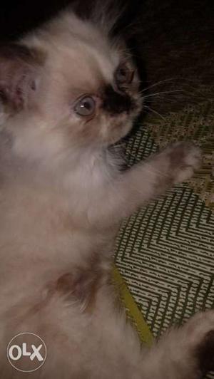 Female persian cat 2 to 3 months old healthy cat