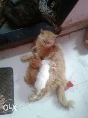 Female semi punch with 2 kittens available
