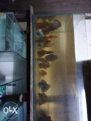 Fish Discus For Sale Rs.900/- Pair