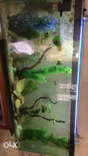 Fish tank,cuppies,tetraa,plants,motor pump