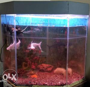 Fish tank in working condition with