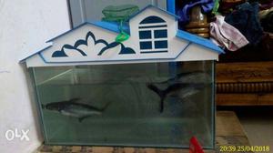 Fish tank sale (2*1) with two shark big size live