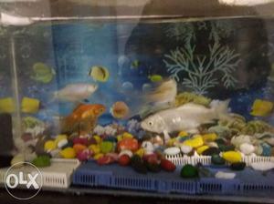 Fish tank with 4 fishes stones net and filter