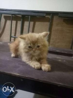 Fixrate cat