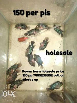 Flower horn fish holesale price