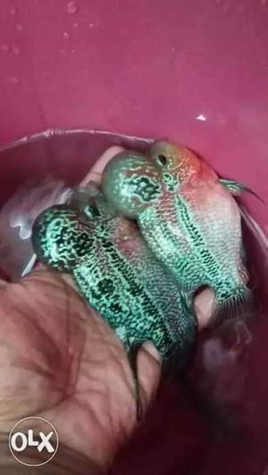 Flowerhorn directly imported from Thailand for 150 to 