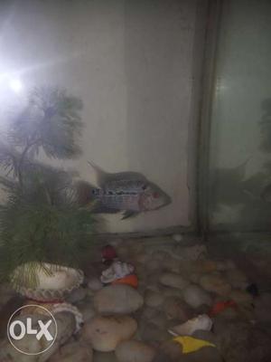 Flowerhorn fish...active and healthy