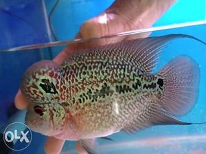 Flowerhorn fish sale long body