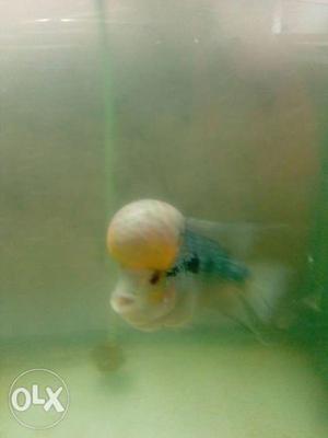 Flowerhorn srd 5inche