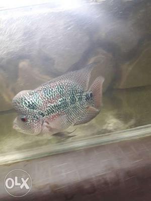 Flowerhorn srd male