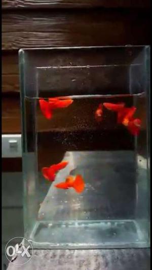 Full Red Wild Guppy..imported..black Eyes..with..mega Dorsal