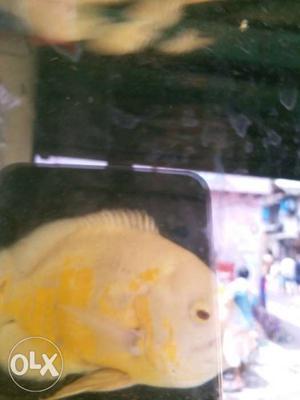 Full big size Yellow Oscar Fish urgent want to
