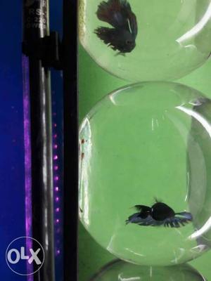 Full moon Betta Rs150 only