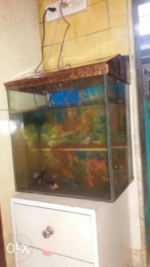 Full tank and fishes for sale