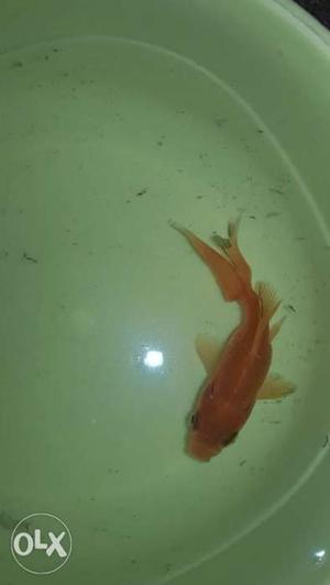Gold fish with bowl and food