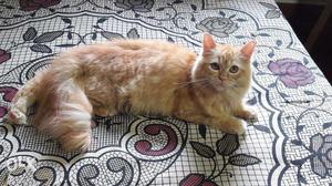 Golden Persian Cat