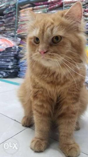 Golden persian cat 14 mont old