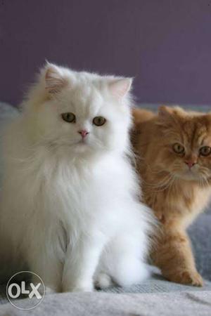 Good Quality Pure White Persian Kitten Available