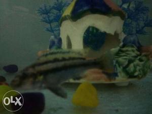 Gray And Black Striped Pet Fish