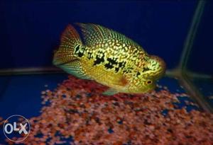Gray And Pink Flowerhorn Cichlid Fish