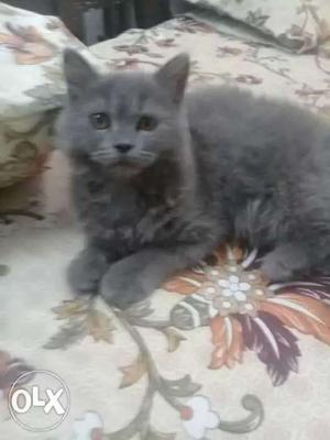 Gray Cat In Khurja