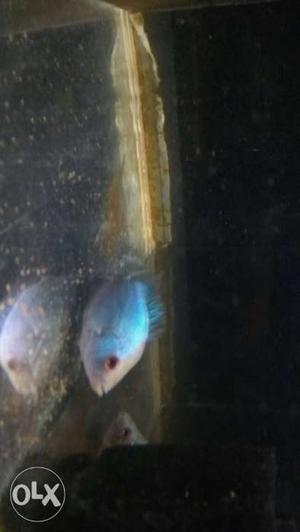 Gray Fish In Kochi