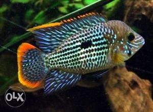 Green terror cichlid fish for aaquarium hobbyists