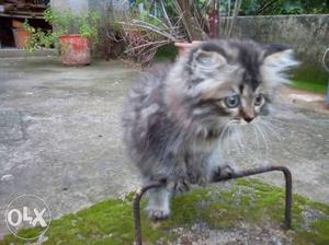 Grey male Persian cat 3 months old very energetic