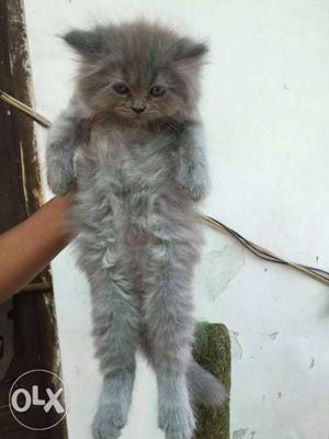 Grey persian kitten available
