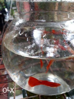 H B Red Guppy For Sale