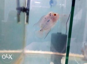 High Quality King Kml Flowerhorn for sale at