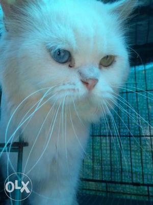 Hyderabad best show quality Persian cat male for sale